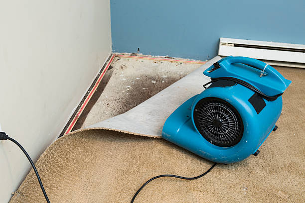 Best Local water damage restoration  in Rock Rapids, IA